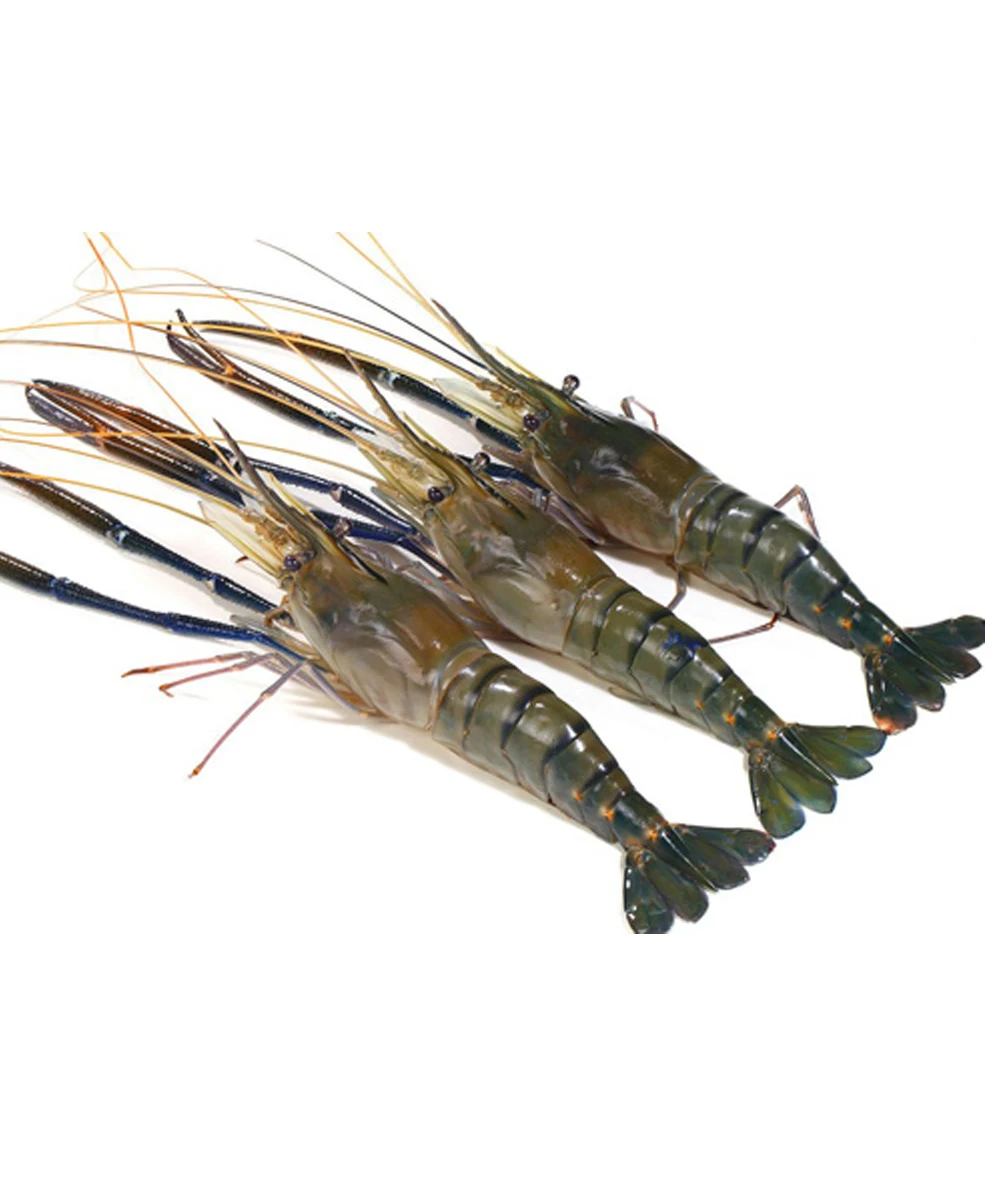 Whole Price Fresh Black Tiger Prawns Shrimp Red Shrimp
