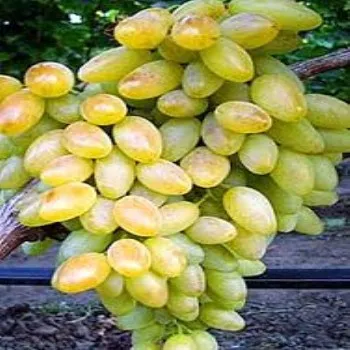 grapes A FROM EGYPT