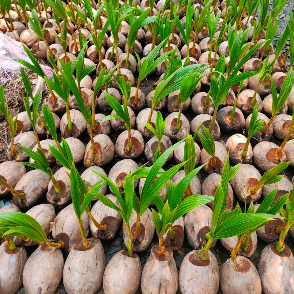 
 Лучшая цена, рассады кокоса/кокосовое дерево для продажи оптом + 84 896611913  