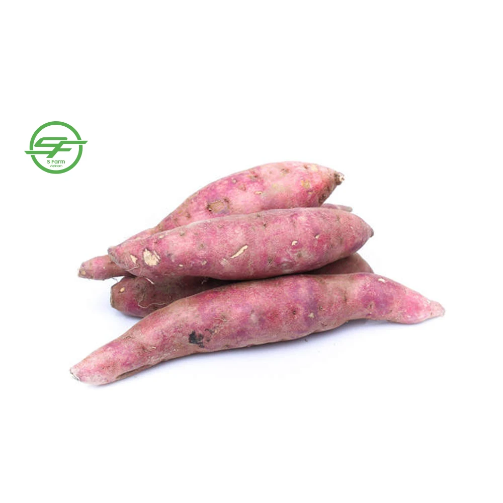 The Fresh Sweet Potato With Lowest Price From VietNam (Whatsapp/zalo/wechat: +84 912 964 858)