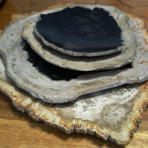 Natural Round Petrified Wood Glass Coasters