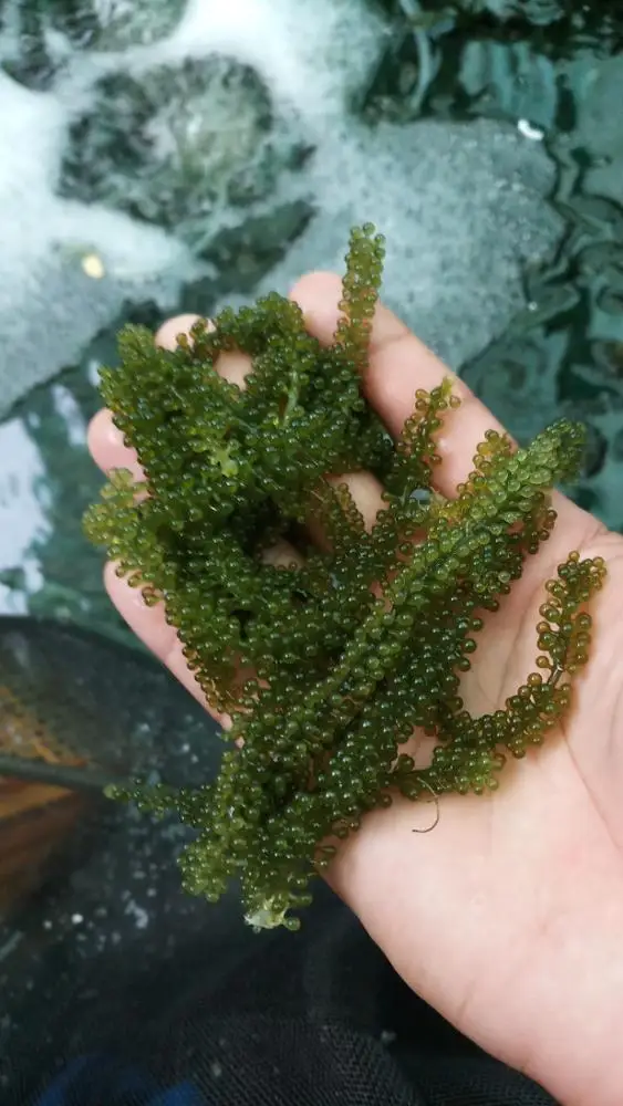 
Salted Seaweed/Umibudo Seaweed/ Sea Grape Seaweed Whatsapp +84 845 639639 