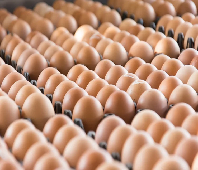 Chicken Eggs Ostrich Eggs, Chicken Eggs, Turkey Eggs Fresh Table Eggs Brown And White Farm
