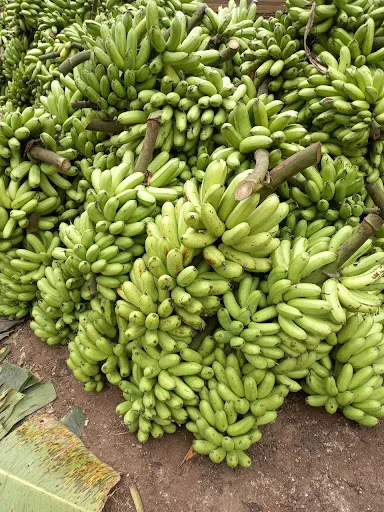 
[COMPETITIVE PRICE] Vietnam Soft Dried Banana - The Most Nutritious and Healthy Dried Fruits 