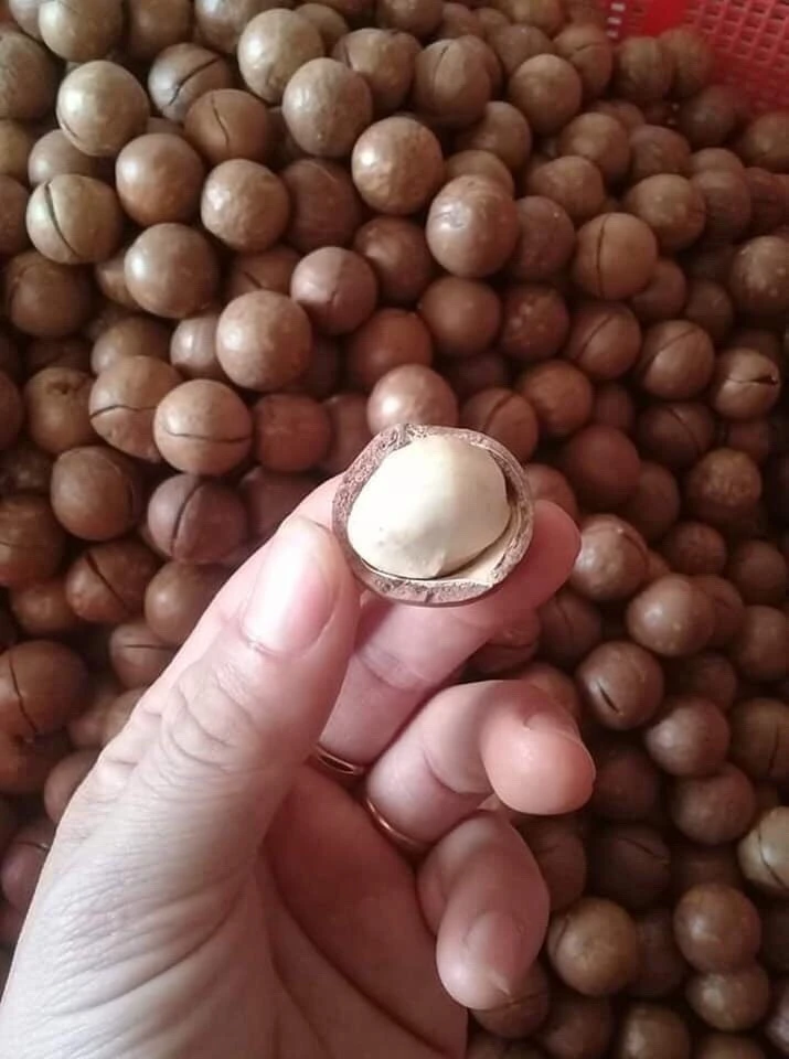 Vietnamese Raw Macadamia Nuts Kernel in