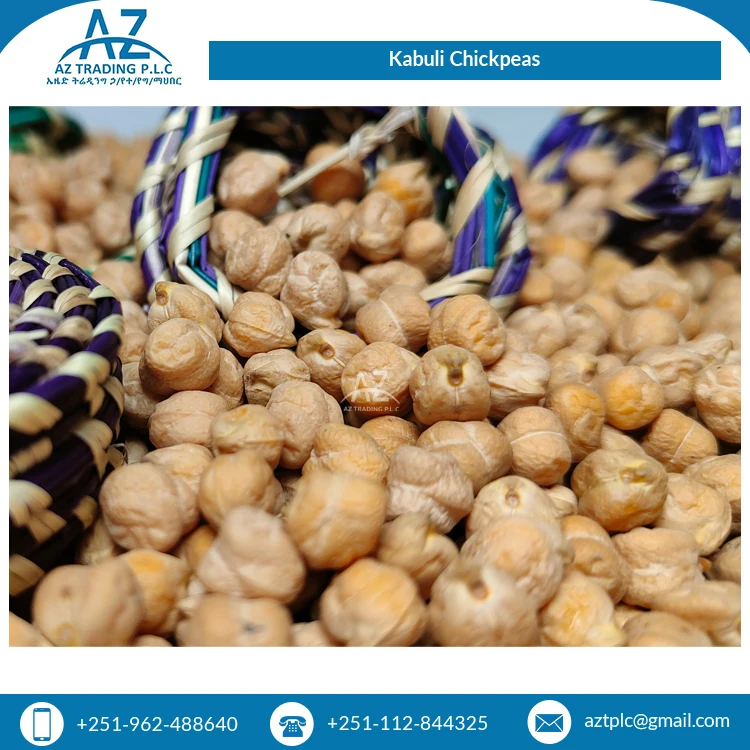Clean Kabuli Chickpea Grains Dried Organic Ethiopian Kabuli Chick Peas / Chickpeas Exporter
