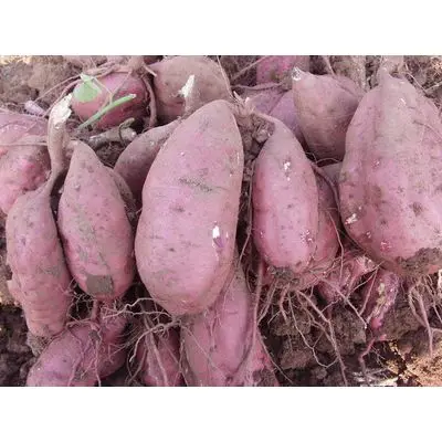sweet-potato (1).jpg
