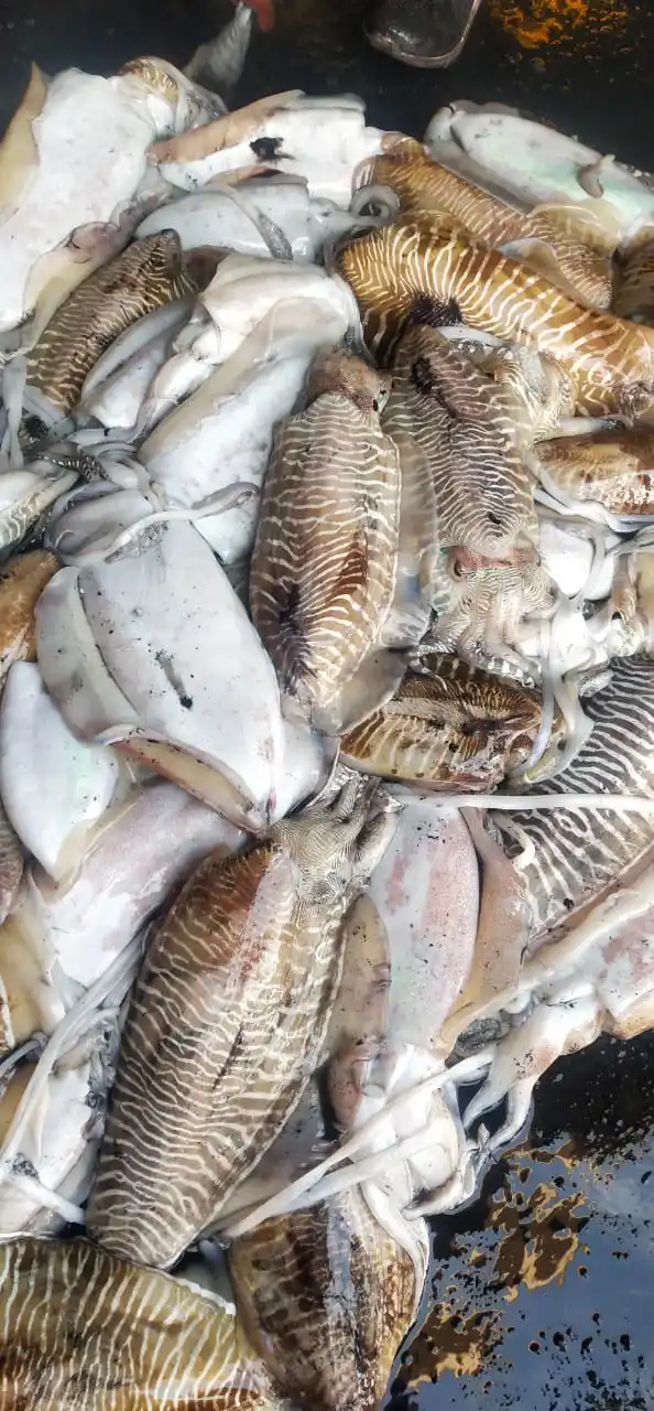 Top quality frozen Cuttlefish whole block frozen from India  frozen whole round cuttlefish