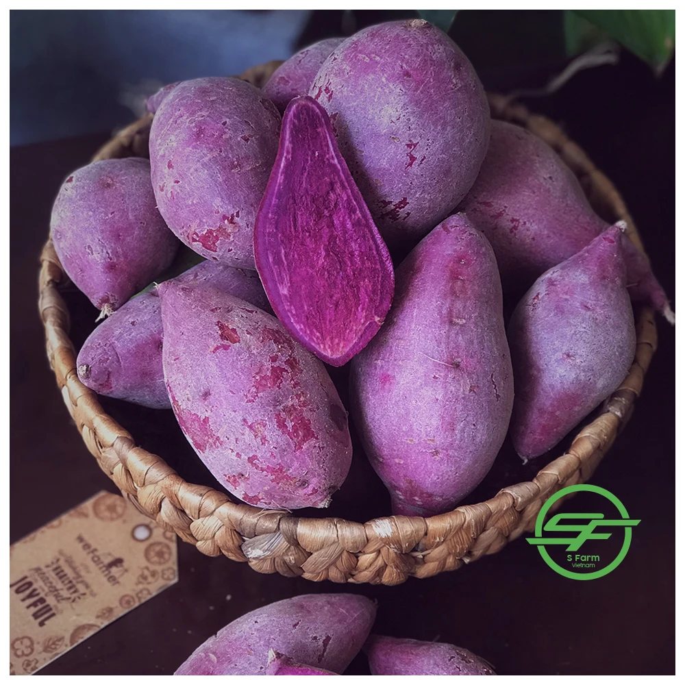 Высококачественный Экологически чистый фиолетовый свежий сладкий картофель из Вьетнама