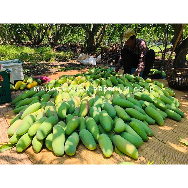 Supanij Таиланд Королевский сладкий манго Mahachanok высшее качество на 100% экспорт