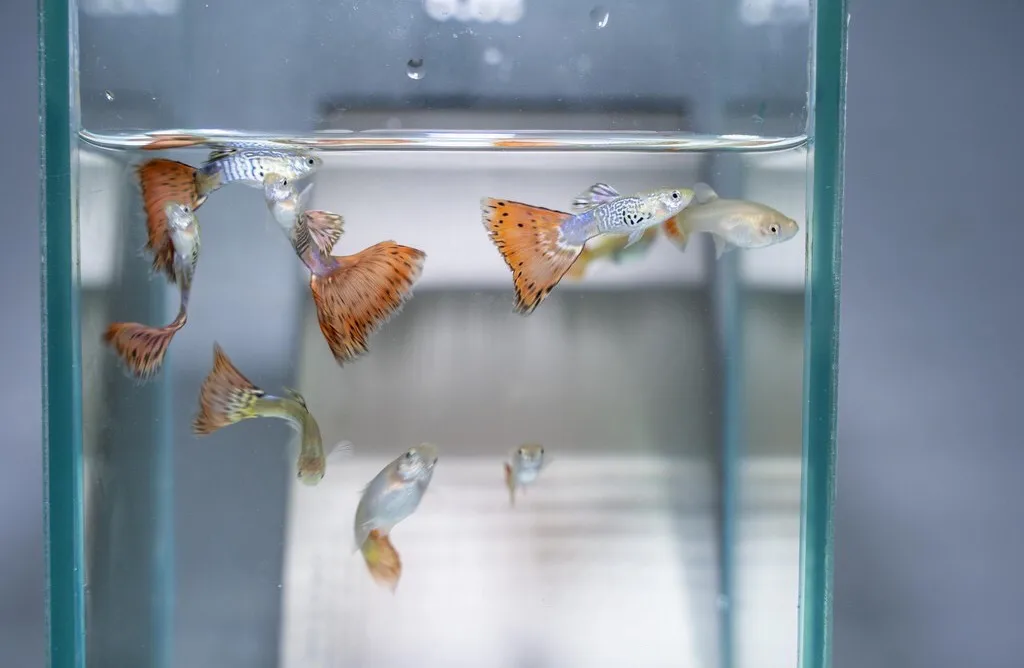 
SNAKE SKIN RED TAIL MOSAIC GUPPY FISH - Multicolor Thailand Guppy Fish Premium Quality Ornamental Aquariums 