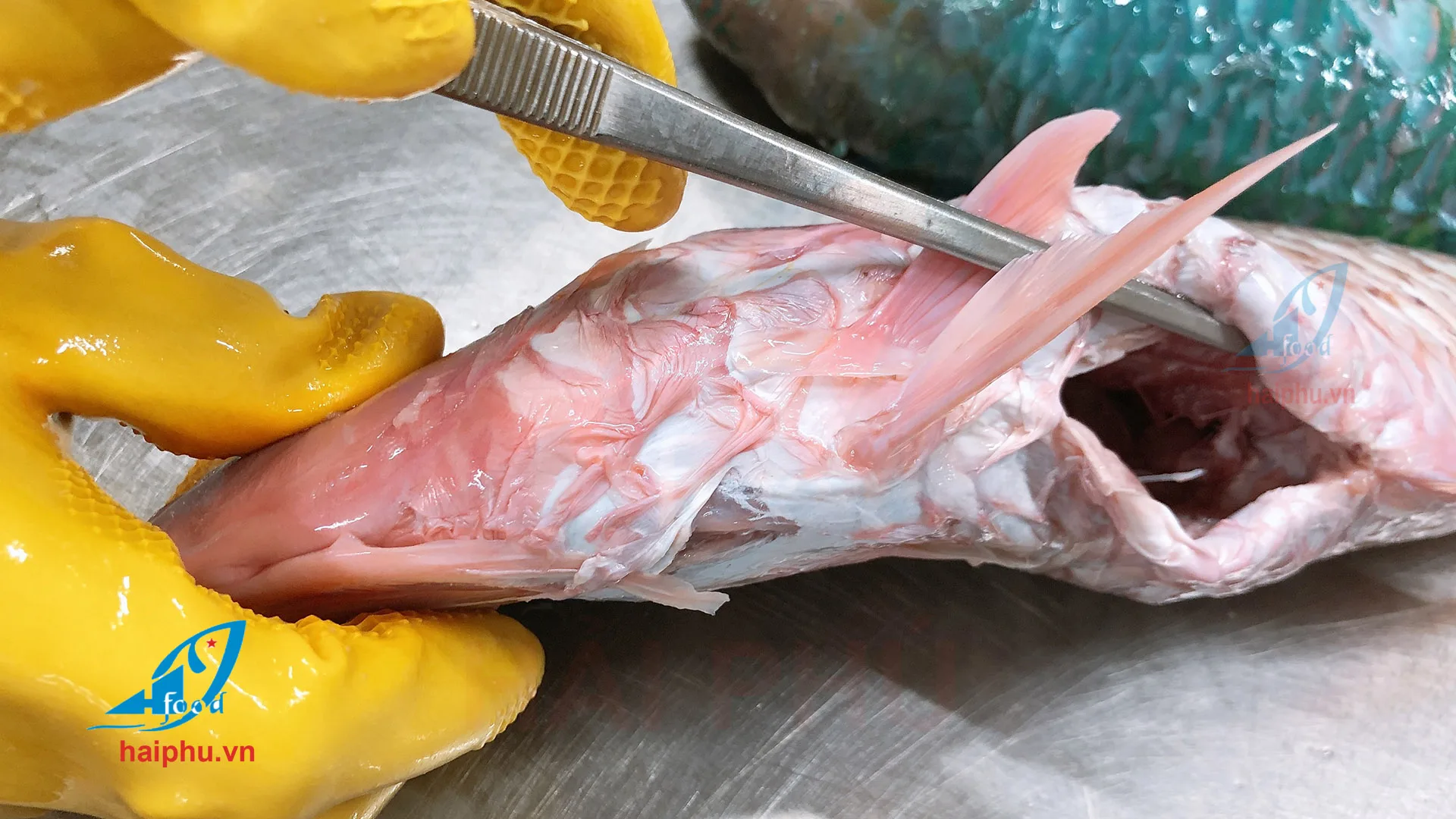 Замороженный попугай рыба безголовая высокое качество хит продаж VN