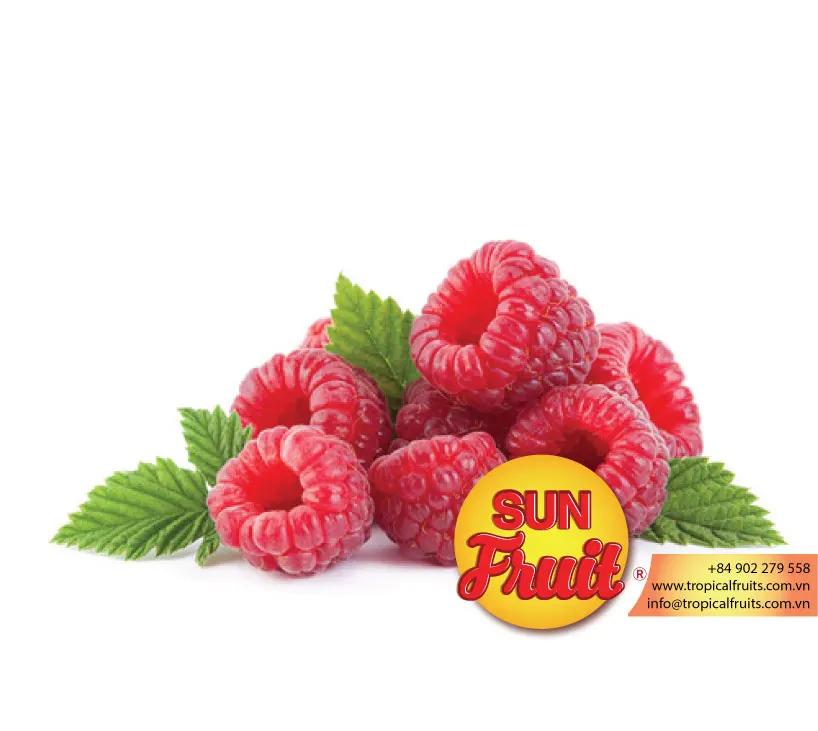 
Freeze Dried Fruit Raspberry Good Price 