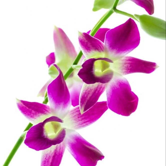 Orchid Flowers from TH;24 Purple