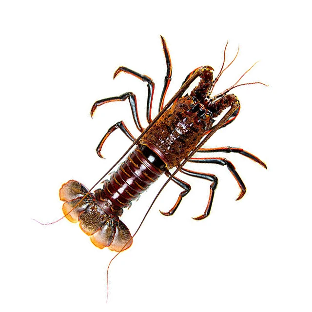  ornate rock lobster (panulirus ornatus)