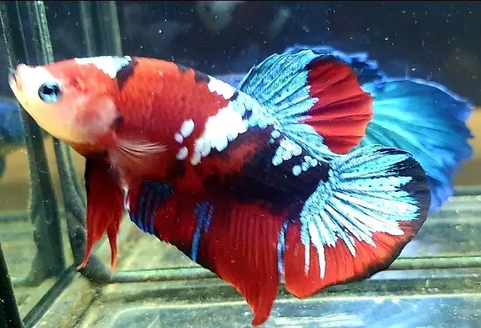  Цветной тайский Бетта-рыбка Полумесяца Премиум-Качества плакат сиамский