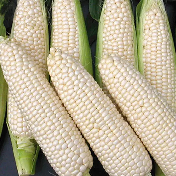 
Wholesale White and Yellow Maize/Corn 