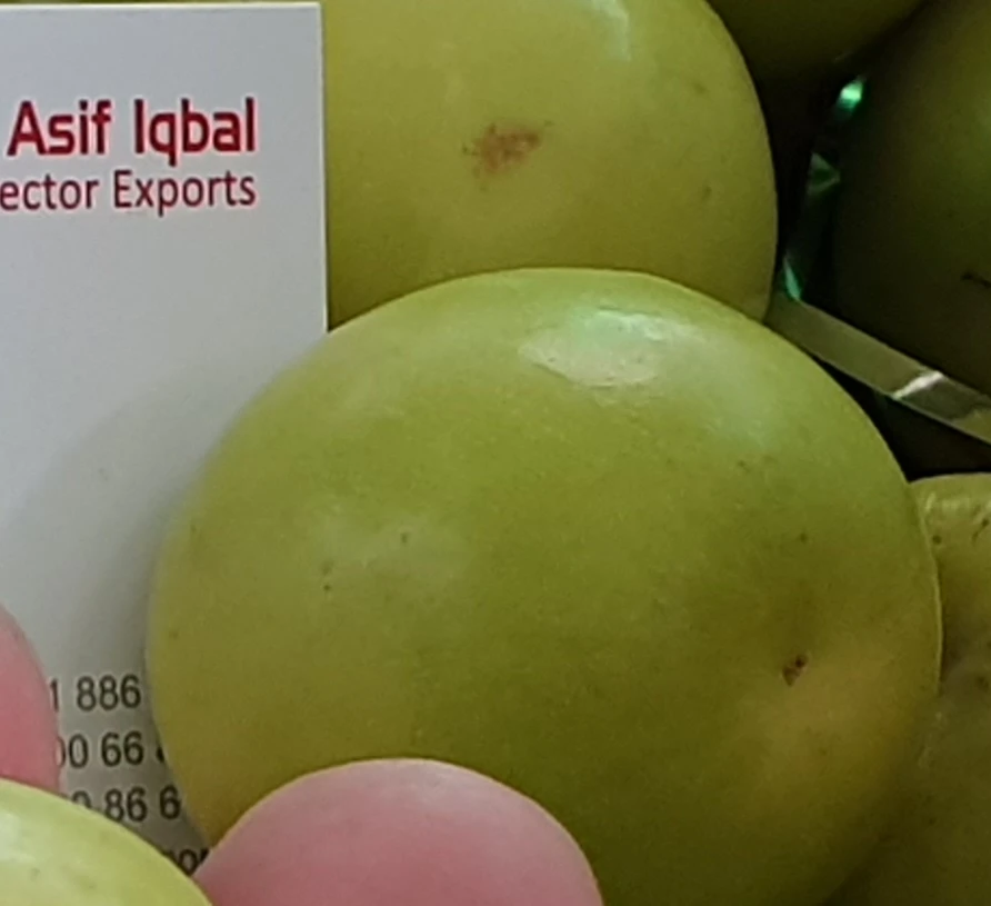 JuJube Stone Apple fresh fruit from (Naqshbandi Enterprises) Pakistan
