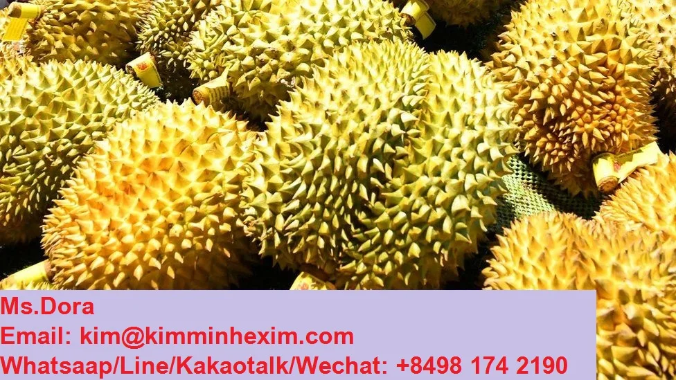 Top Selling 2022 HIGH QUALITY FRESH DURIAN FRUIT WITH COMPETITIVE PRICE FROM VIETNAM
