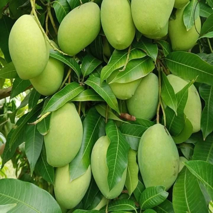 The Best Choice Have GAP Certification The Top Recommend For Fresh Green Mango Shipping From Vietnam