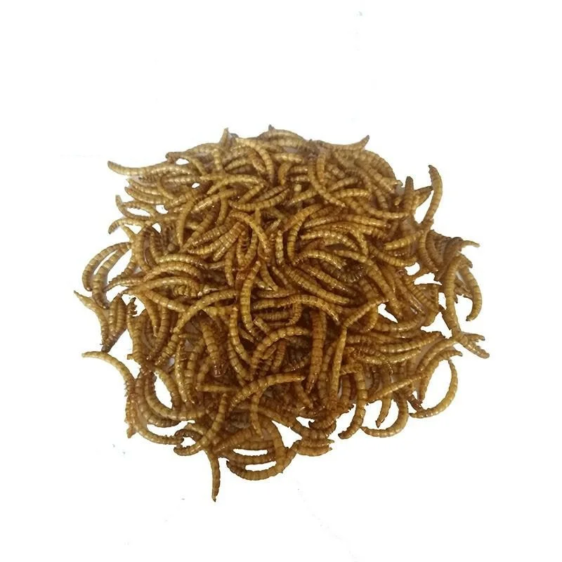  Материал для аквакультуры сушеный белок насекомых Mealworm оптовая продажа Сушеные Желтые еда домашних животных корм птиц хомяка