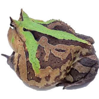 
Farm bred Green Ceratophrys cornuta South American Pacman frog For sale 