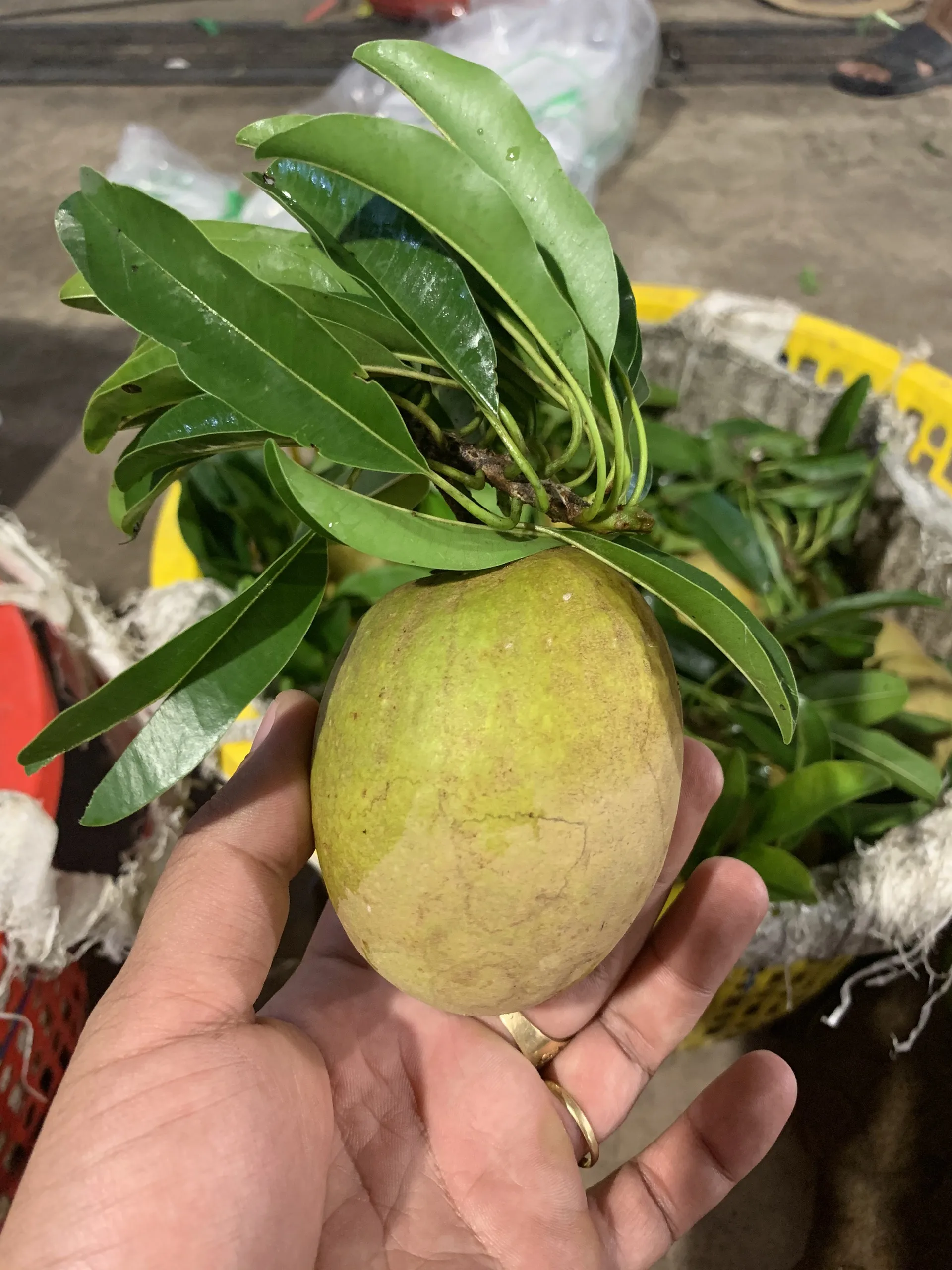 Хорошие органические фрукты Sapodilla/Sapota высококачественные оптовые продукты оптом Органические свежие саподилья готовые к отправке