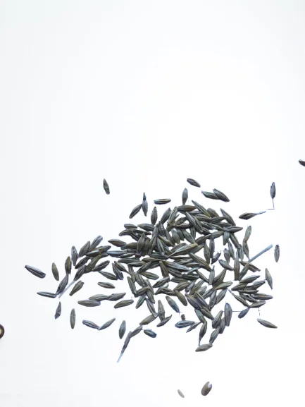 barley seeds Hordeum vulgare barley  herbs  high quality no stem no small seeds good for tea and no empty seeds fresh crops