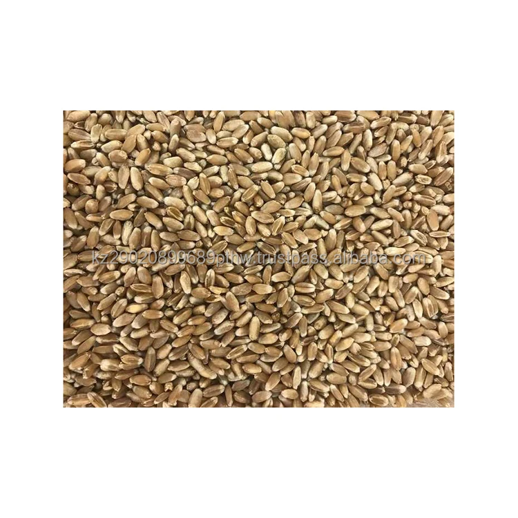 Premium class hard wheat grown without artificial fertilizers grain culture wholesale low price wheat grain