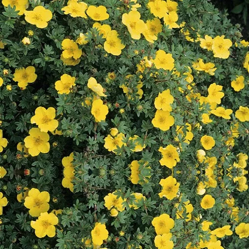 High quality kuril tea