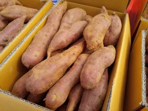  Популярный японский сладкий картофель из Вьетнама по лучшей цене 1 доллар за 2 кг 2021 г. София + 84 789946878