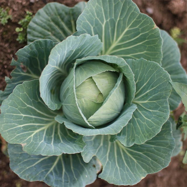 Fresh cabbage, Vietnam cabbage, Green cabbage / Wholesale with high quality