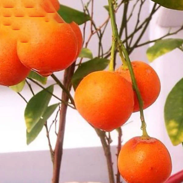 mandarin Oranges