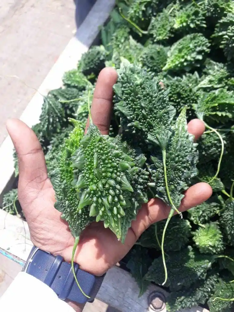  Крупные партии семян овощей семена горькой тыквы SHIVAM (OP) для Южной Африки