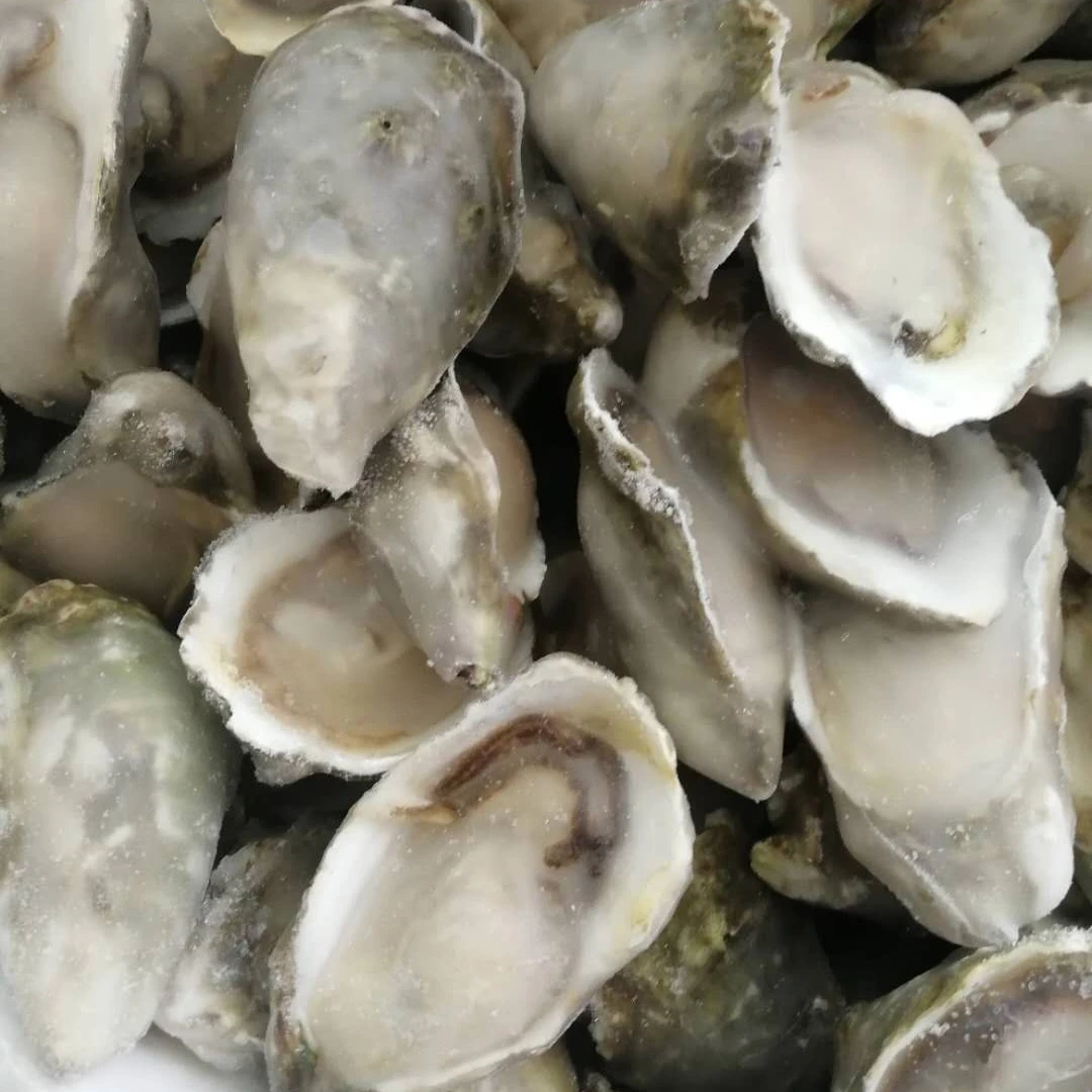 
 Замороженная полуоболочка устриц хорошего качества для продажи  
