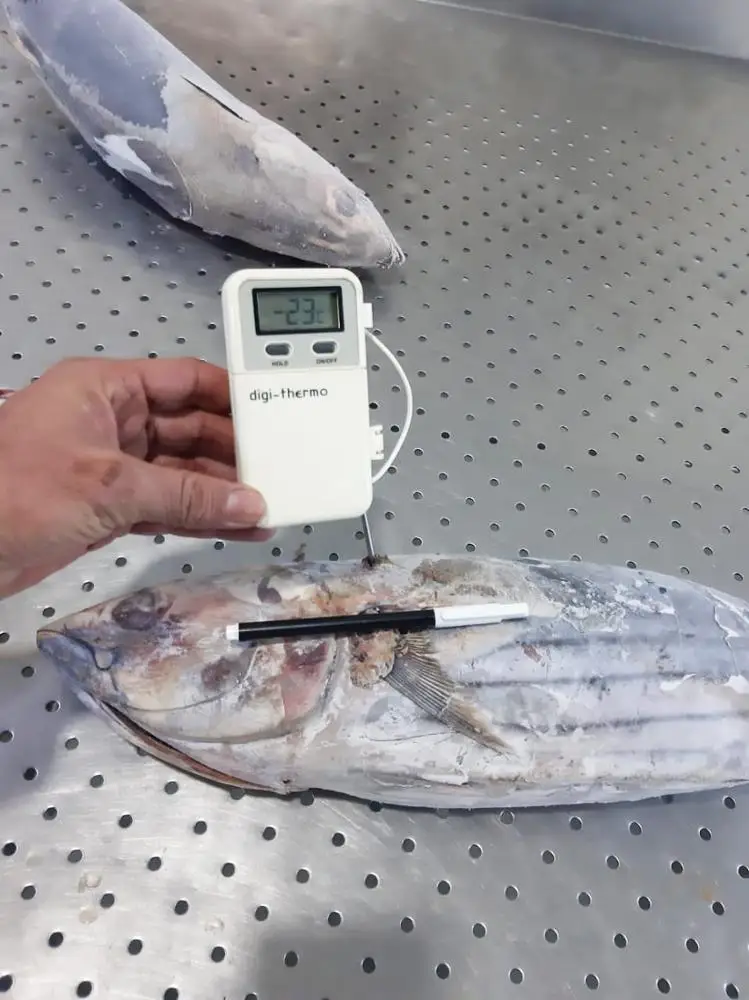 
Frozen Skipjack Tuna Whole Round IQF 