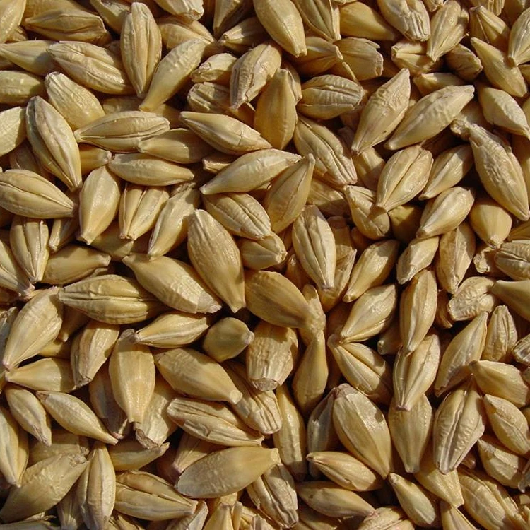 
Premium Barley for Malt/Barley Feed/ Malted Barley Animal feed Wholesale 