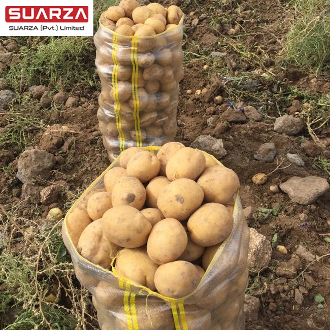 Buy Organic potato bulk shipping from Pakistani sellers