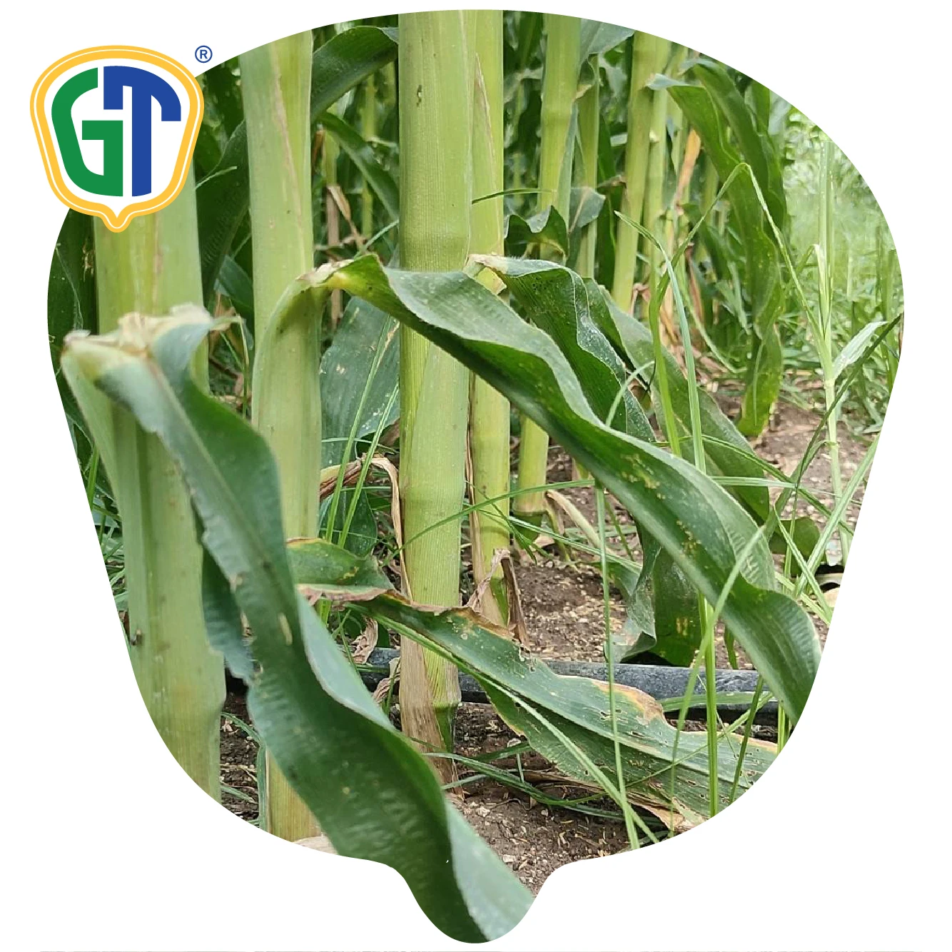 
52 Days Flowering 84-86% Shelling Orange Yellow Kernel Color Medium Size Hybrid Corn Seeds 