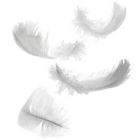 [NEW] High Quality Duck Feathers - Cleaned and Blood Removed - Ms. May + 84 904183651