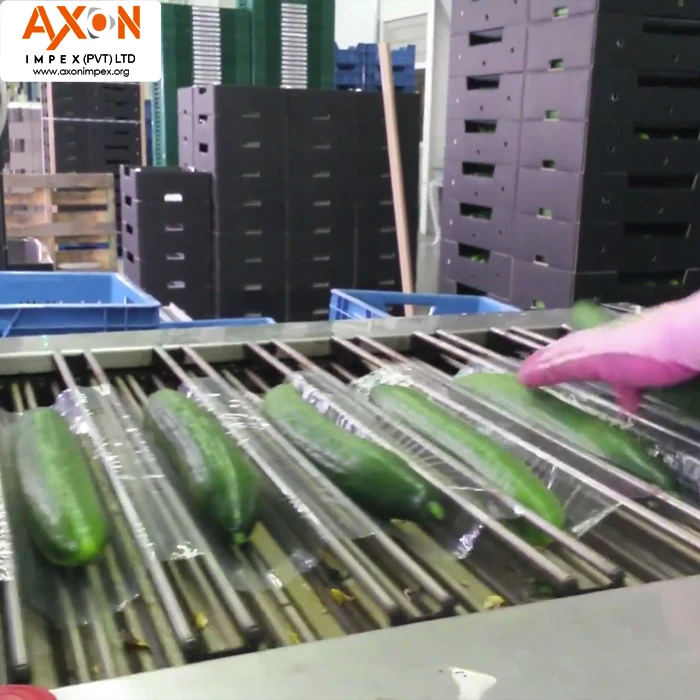 
Fresh Cucumber /Zucchini/English Cucumber/Pakistani fresh cucumber 