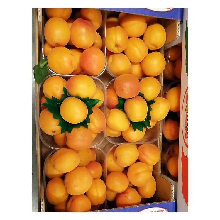 
Stone Style Apricot Color Weight Origin Type Size Grade Product ISO Fresh Fruit Place Model Yelow Taste Maturity Cultivation 