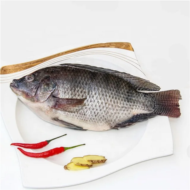 Профессиональная техническая поддержка (Oreochromis niloticus) Замороженная тилапия