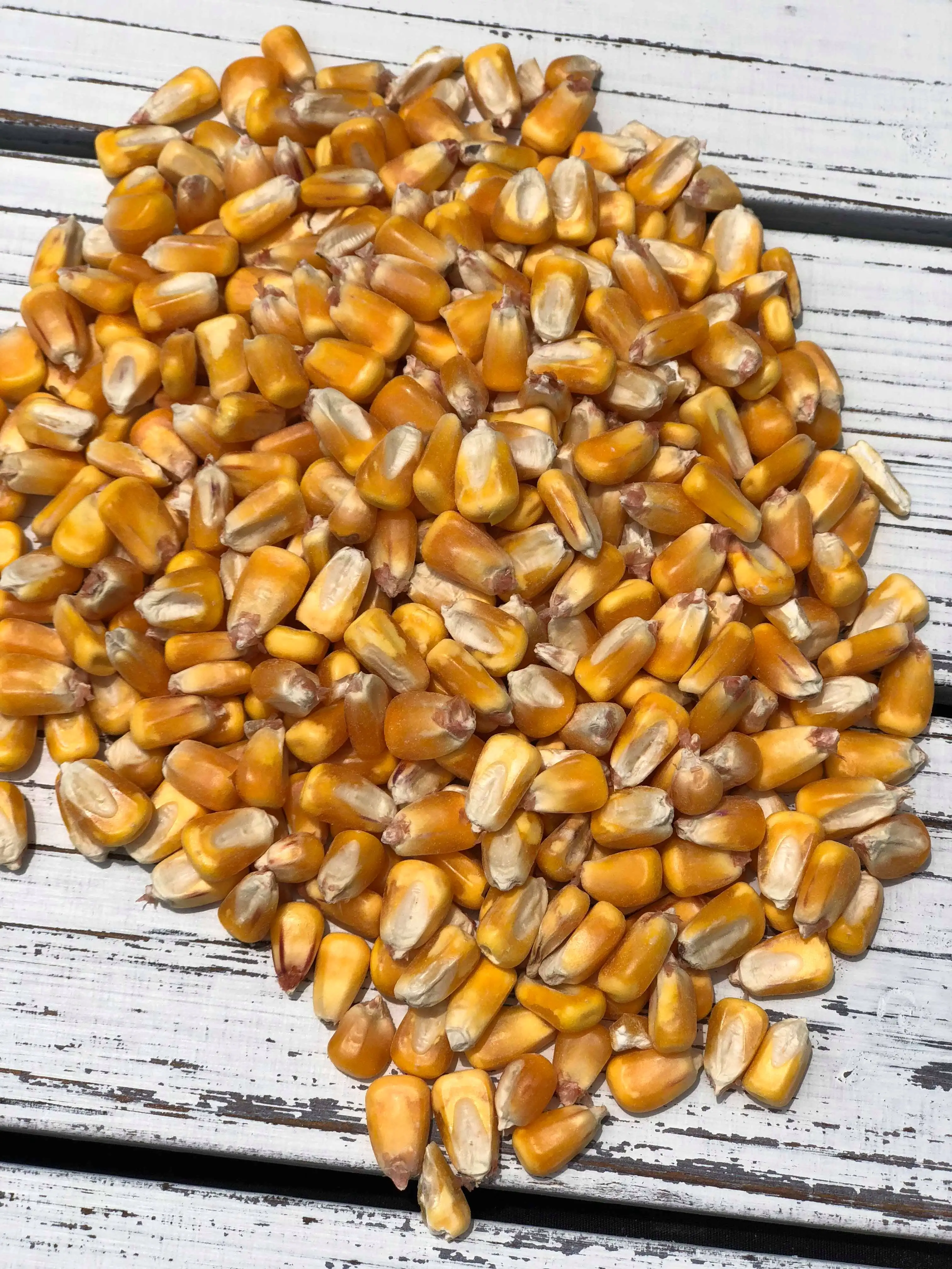 Сухая желтая кукуруза для корма животных на продажу Украина