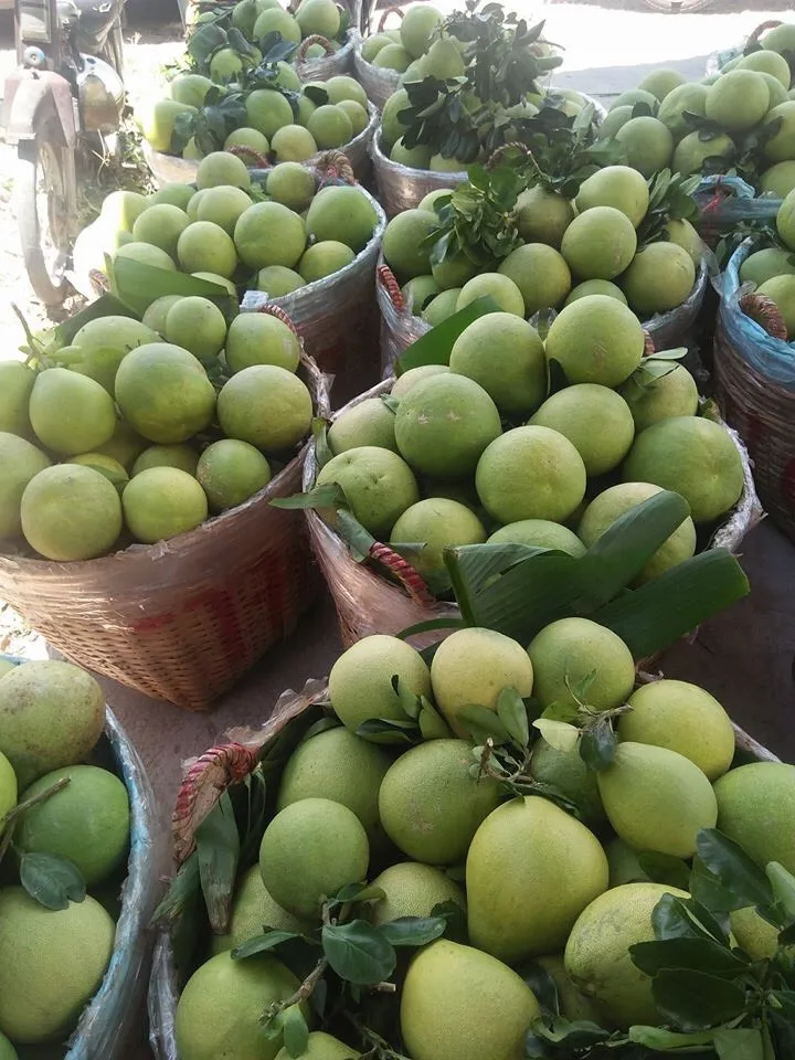 Pomelo Grapefruit Best Quality Fresh Fruit Pomelo Fresh Fruit Grapefruit Contact Vietnam Healthy Nutritious Fresh Sweet Seasonal
