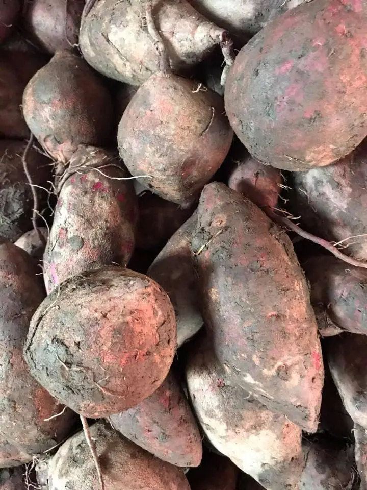 Свежий фиолетовый сладкий картофель 100% высококачественный органический экспорт сделано во Вьетнаме натуральный заводская цена