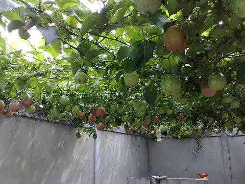  Оптовая продажа 100% натуральный порошок страстного фрукта из Вьетнама