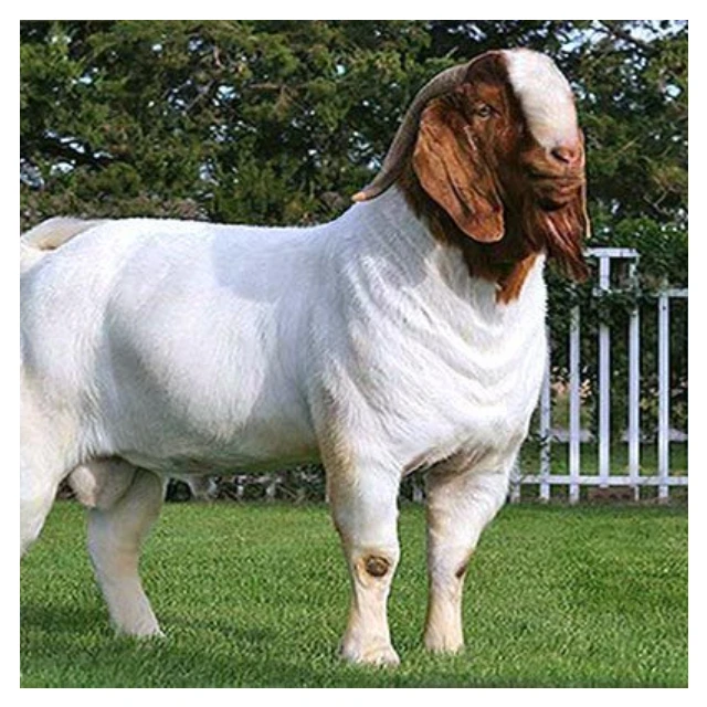 
Quality South Africa Live Pure Breed Boer Goat Health Certified Boer Goats 55kg 