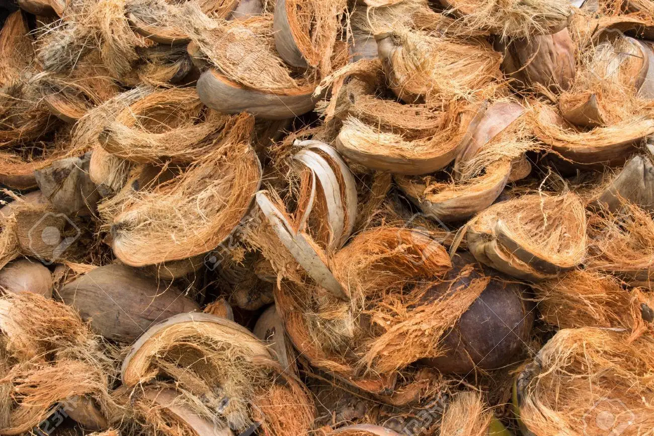 Raw Coconut With Best Quality/Cheap Raw Coconut Shells for making charcoal from Vietnam