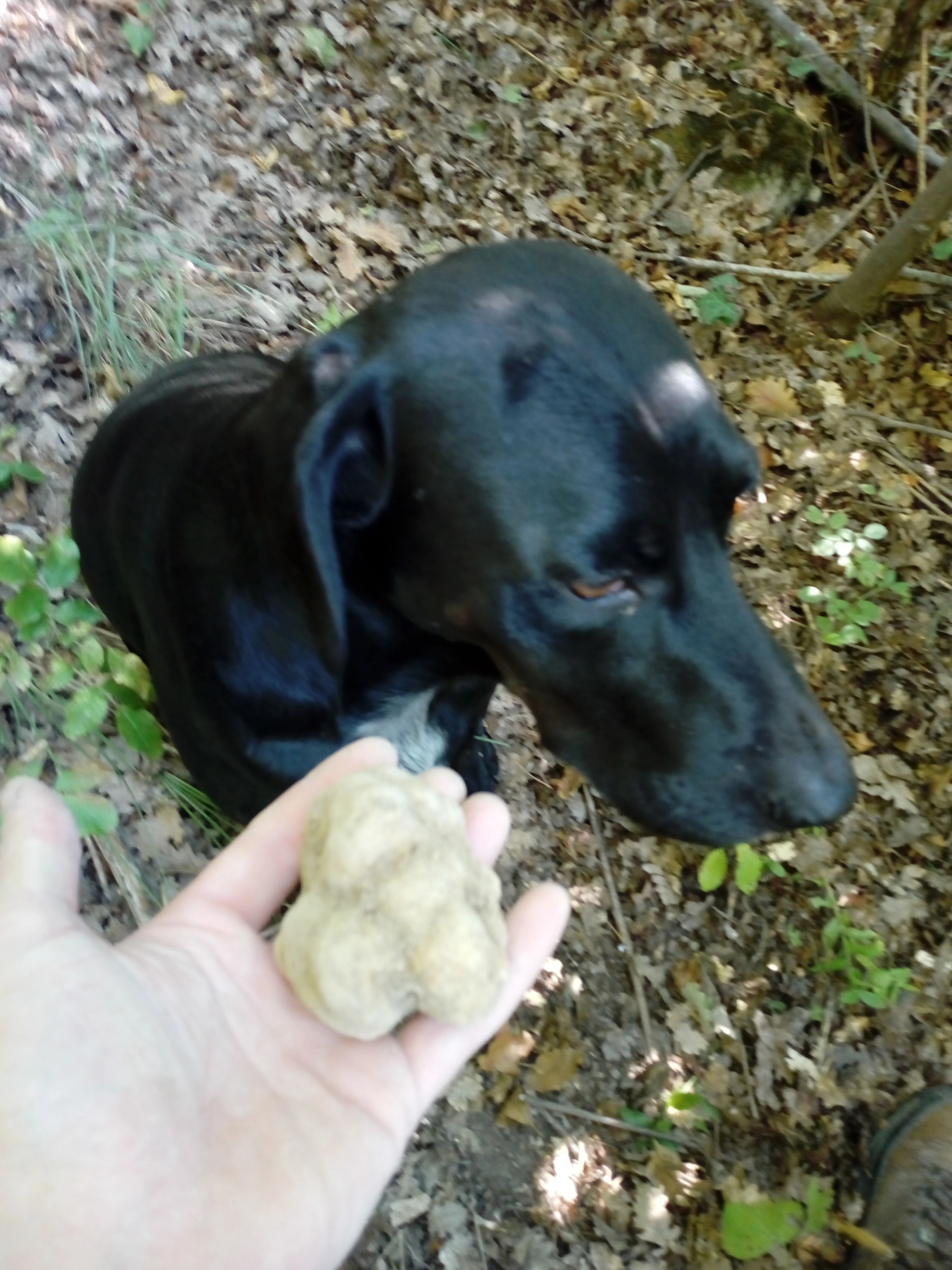 Fresh white Alba truffle